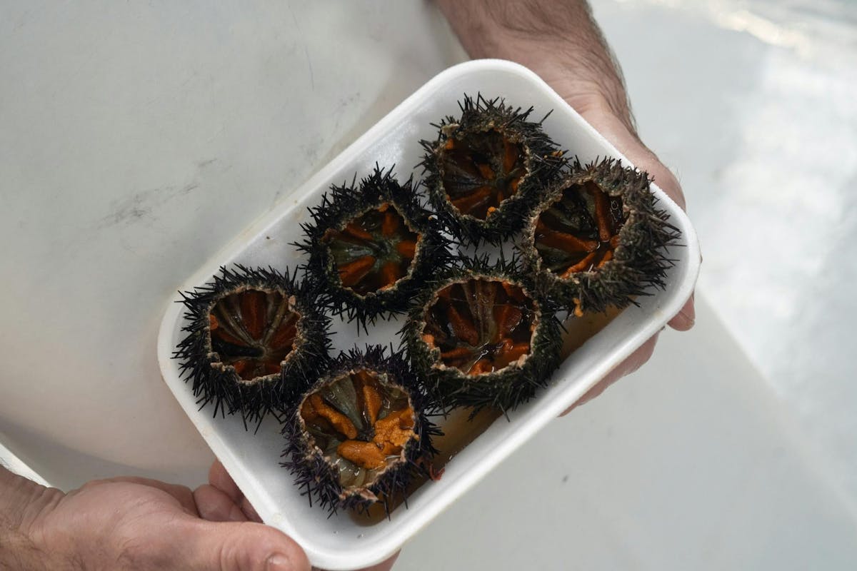 Tour di degustazione del mercato del pesce di Porto