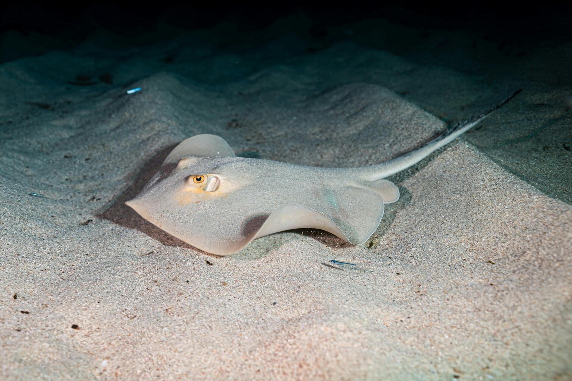 Eco Island Adventure Scuba Diving Courses in Majorca