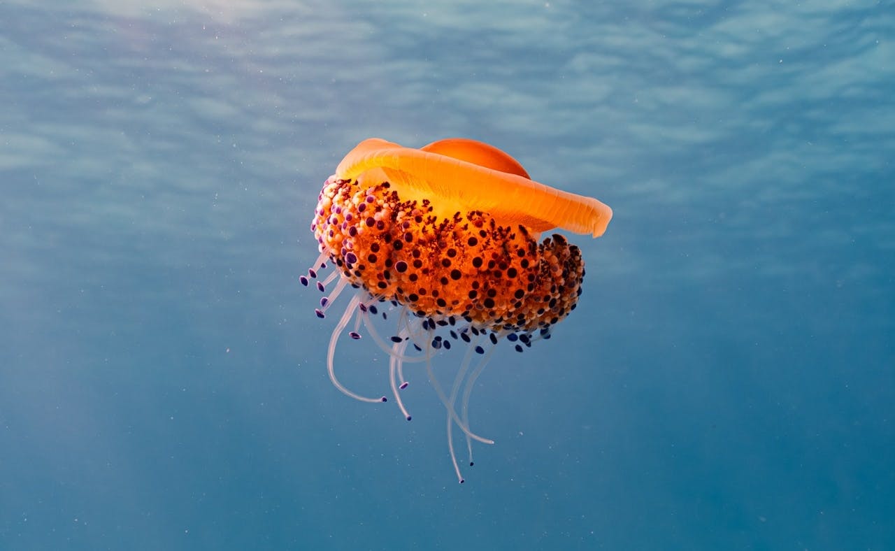 Majorca guided snorkelling tour at Sea & Natural Pool Discovery with Eco Island Adventure with transfer