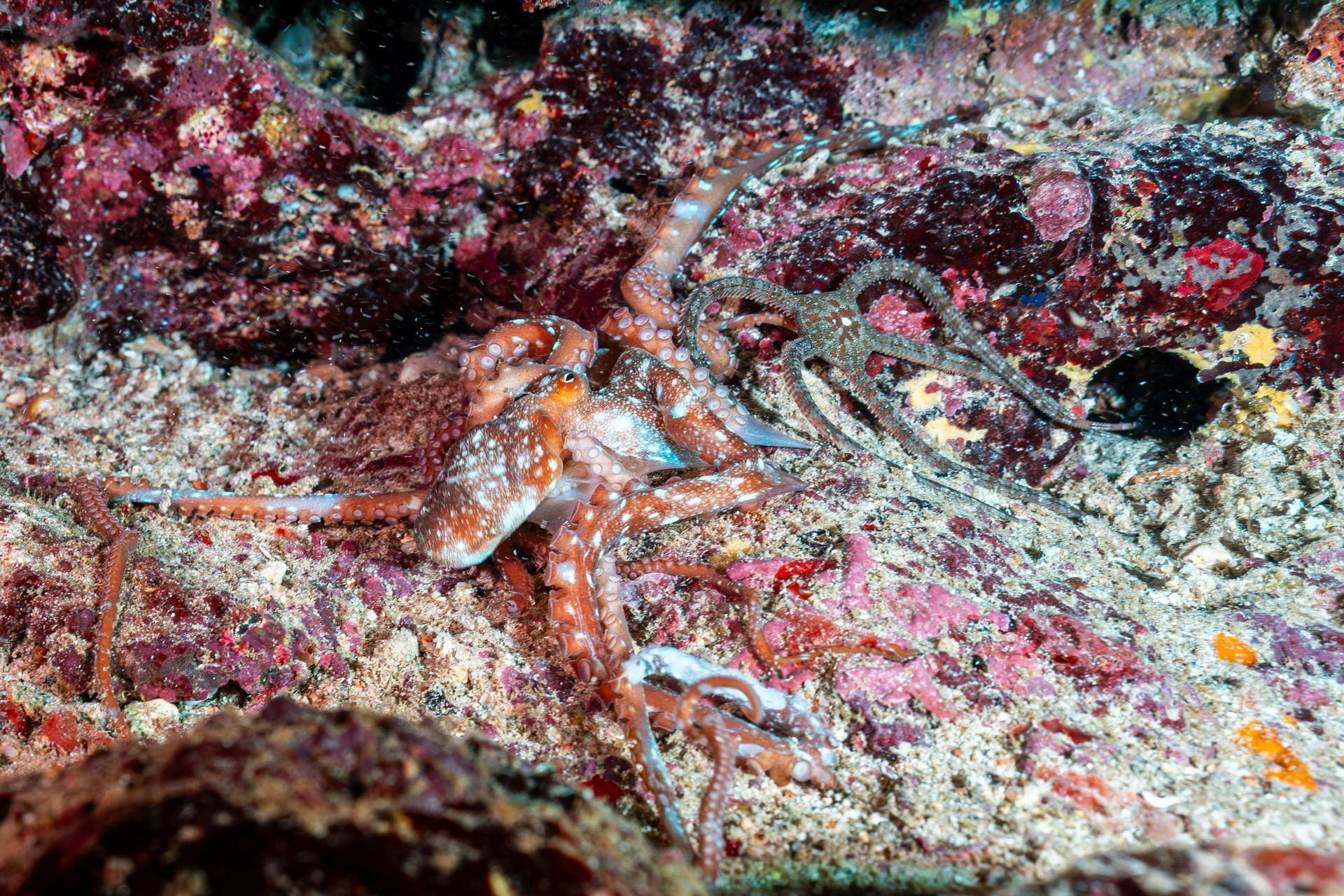 Eco Island Adventure Scuba Diving Courses in Majorca