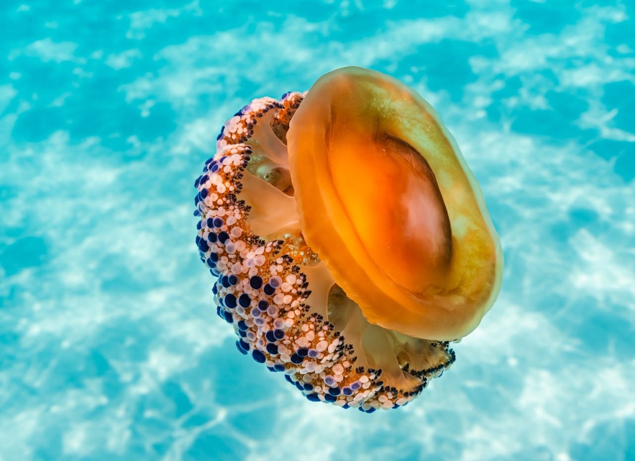 Majorca guided snorkelling tour at Sea & Natural Pool Discovery with Eco Island Adventure with transfer