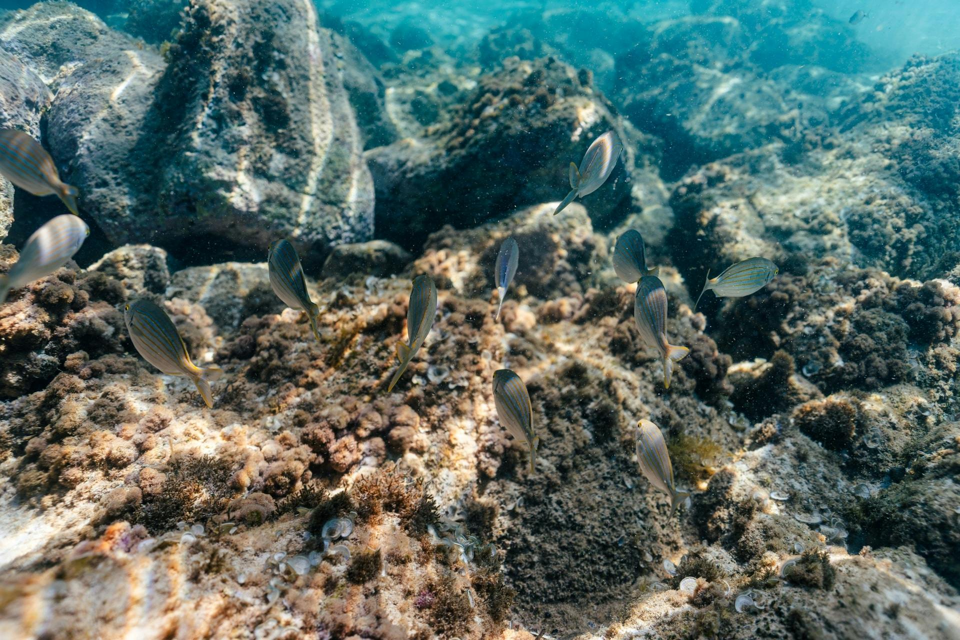 Majorca guided snorkelling tour at Sea & Natural Pool Discovery with Eco Island Adventure with transfer