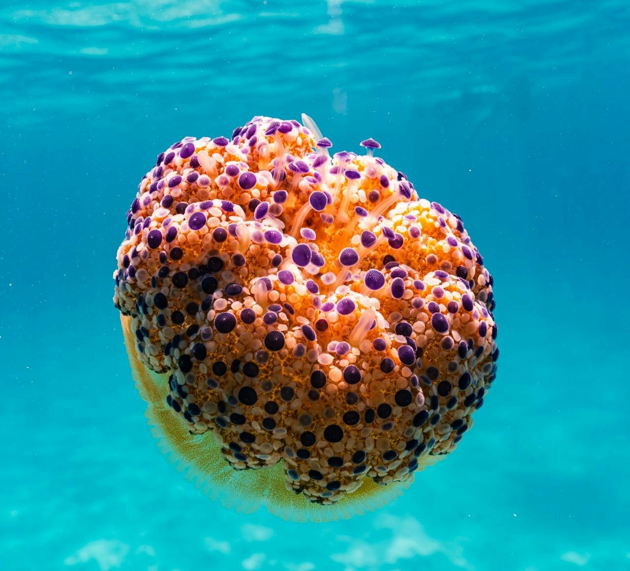 Majorca guided snorkelling tour at Sea & Natural Pool Discovery with Eco Island Adventure with transfer