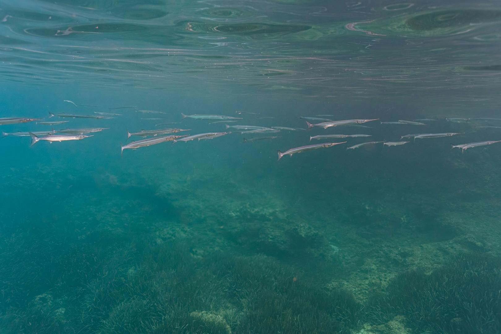 Majorca guided snorkelling tour at Sea & Natural Pool Discovery with Eco Island Adventure with transfer