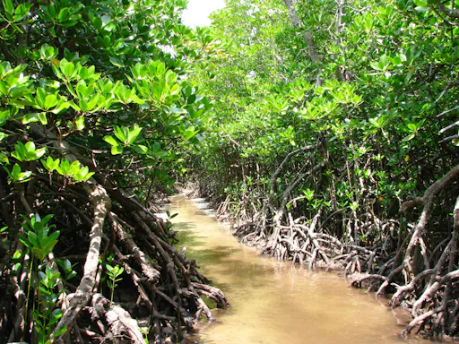 Zanzibar Uzi Island and Jozani Forest private tour