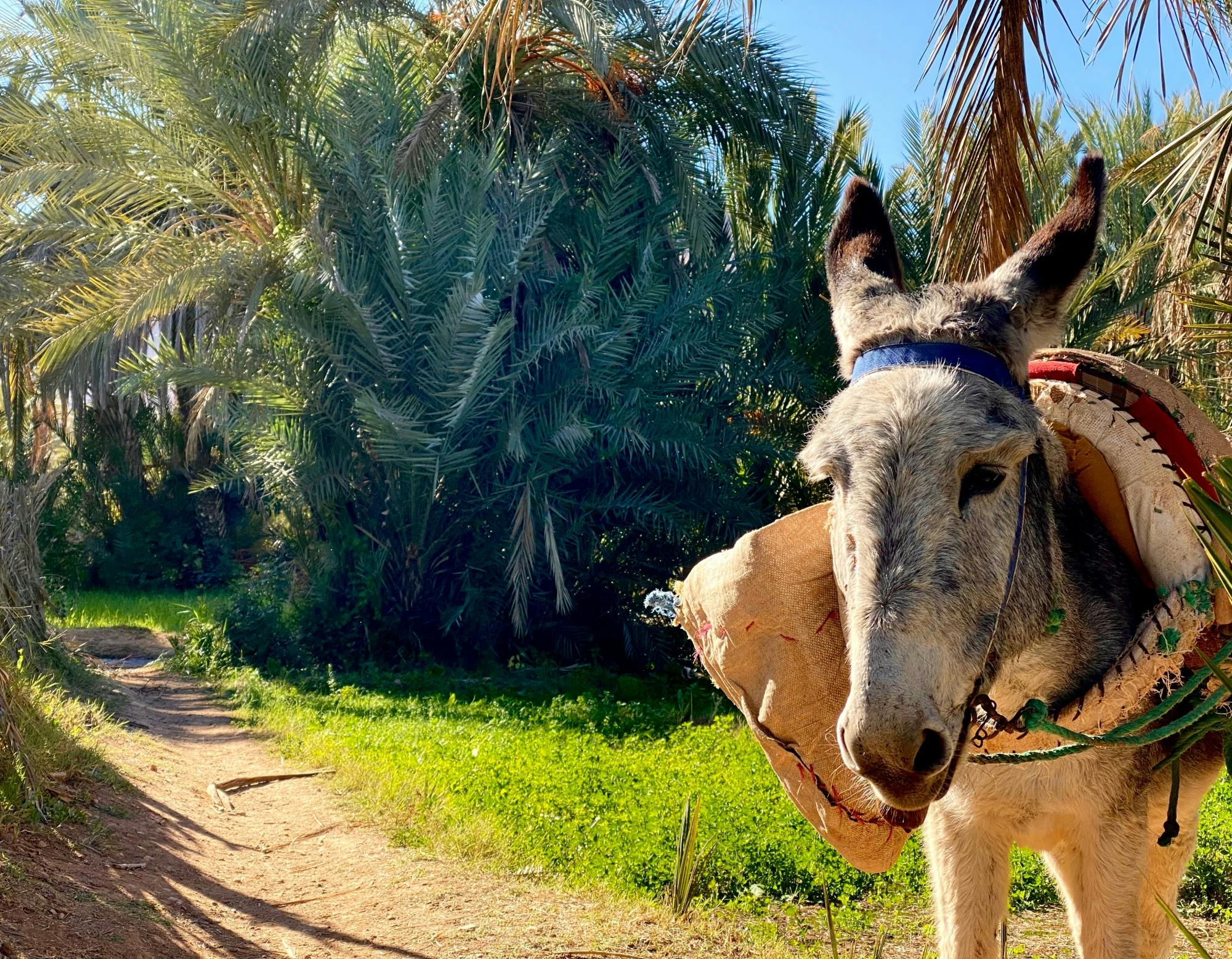 Private full-day tour to Tiout and Taroudant from Agadir