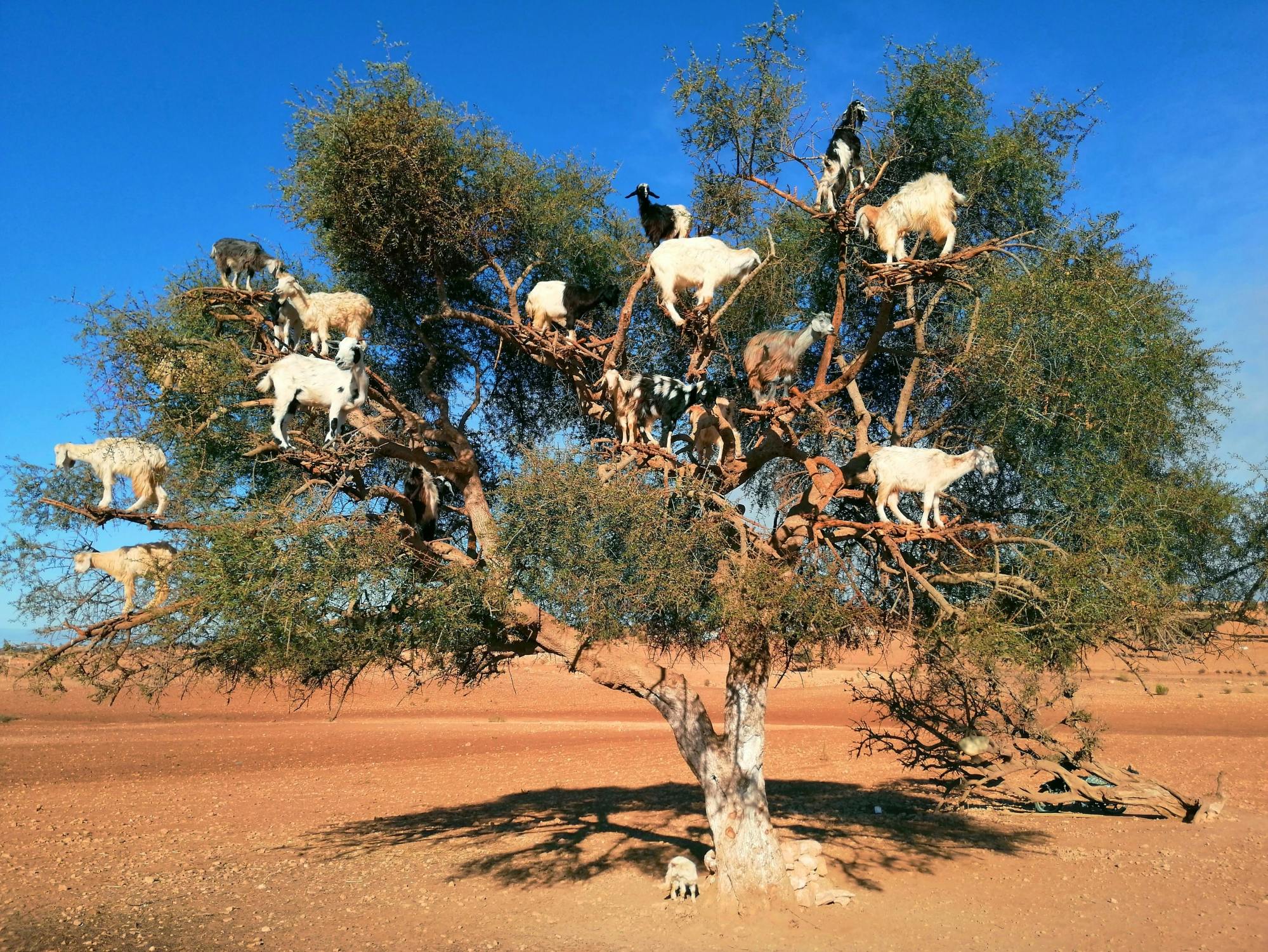 Private full-day tour to Tiout and Taroudant from Agadir