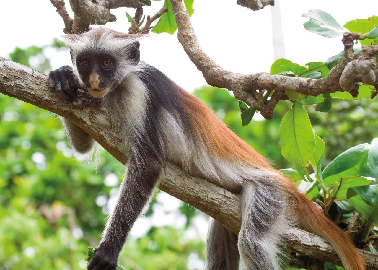 Zanzibar spice farm and Jozani Forest private tour