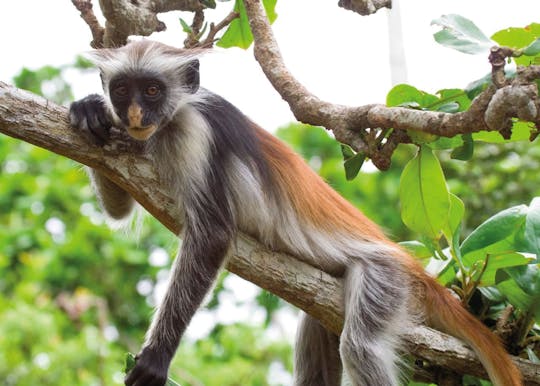 Zanzibar spice farm and Jozani Forest private tour