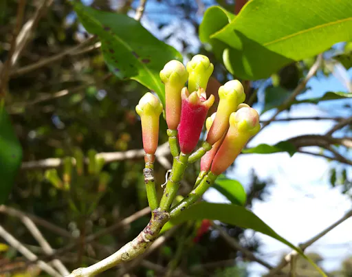 Zanzibar Spice farm and Prison Island private tour
