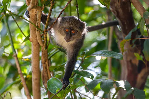 Zanzibar historic Stone Town and Jozani Forest private tour