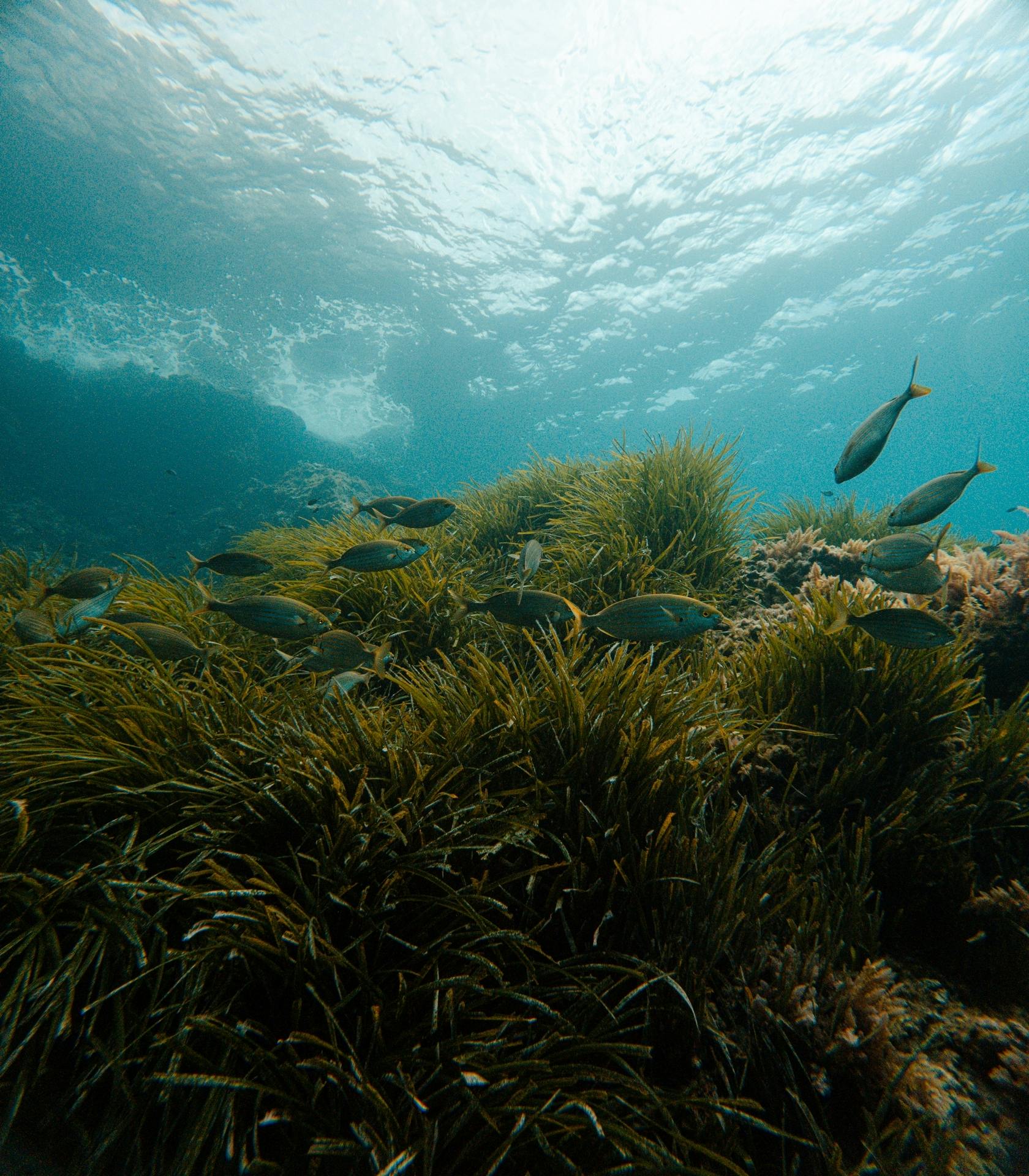 Eco Island Adventure Scuba Diving Courses in Majorca