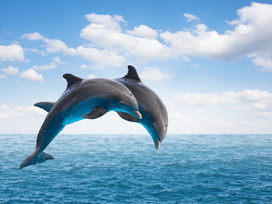 Dolphin watching speedboat ride in Muscat