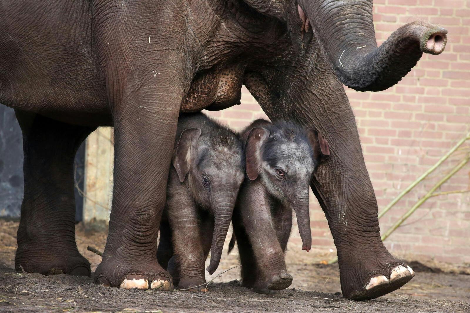 ARTIS Eintrittskarte für den Königlichen Zoo Amsterdam