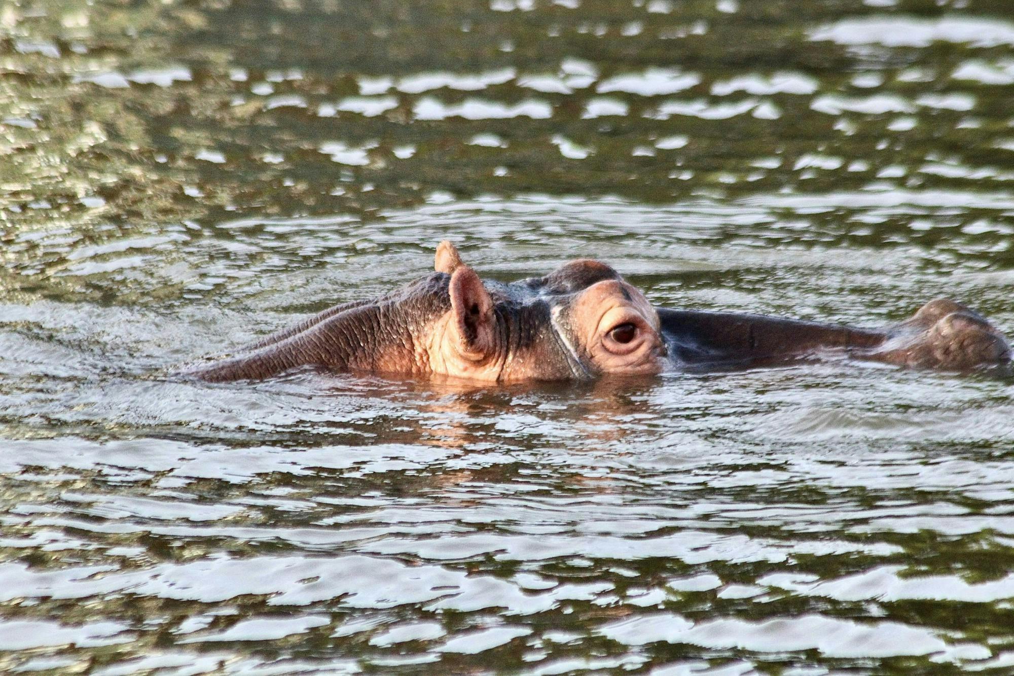 St Lucia iSimangaliso Wetland Park safari en cruise vanuit Durban