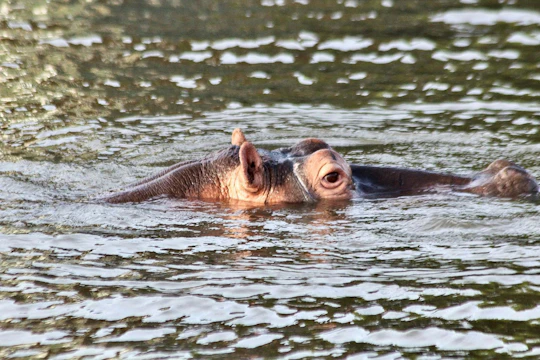St Lucia iSimangaliso Wetland Park safari and cruise from Durban