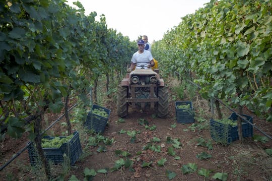 Expérience de dégustation de vins dans la Vallée d'Itria