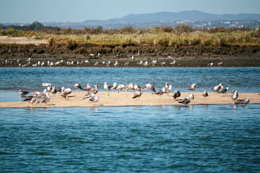 Isla Cristina boat tour with seafood and wine-tasting