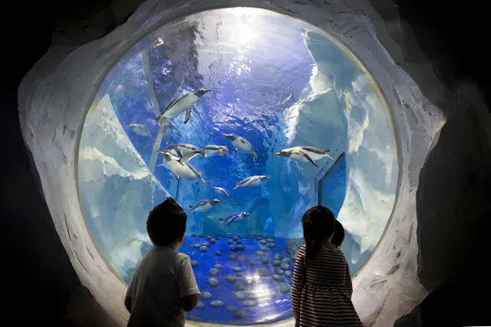 Biglietto d'ingresso al National Sea Life Centre di Birmingham