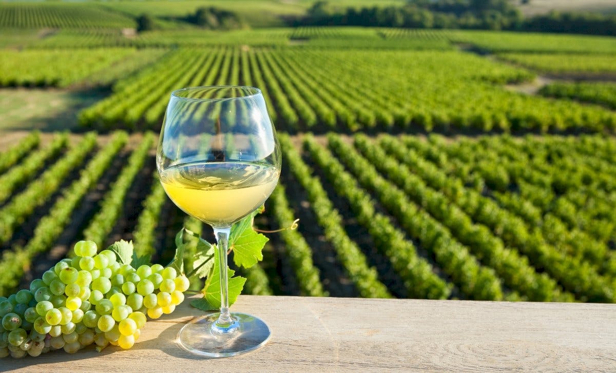Vouvray wine discovery tour with tastings from Tours