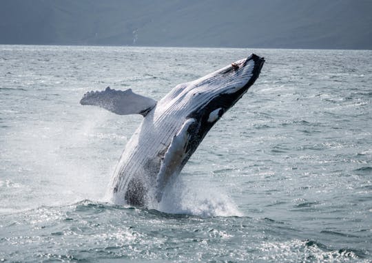 Húsavík whale watching tour in Skjálfandi Bay