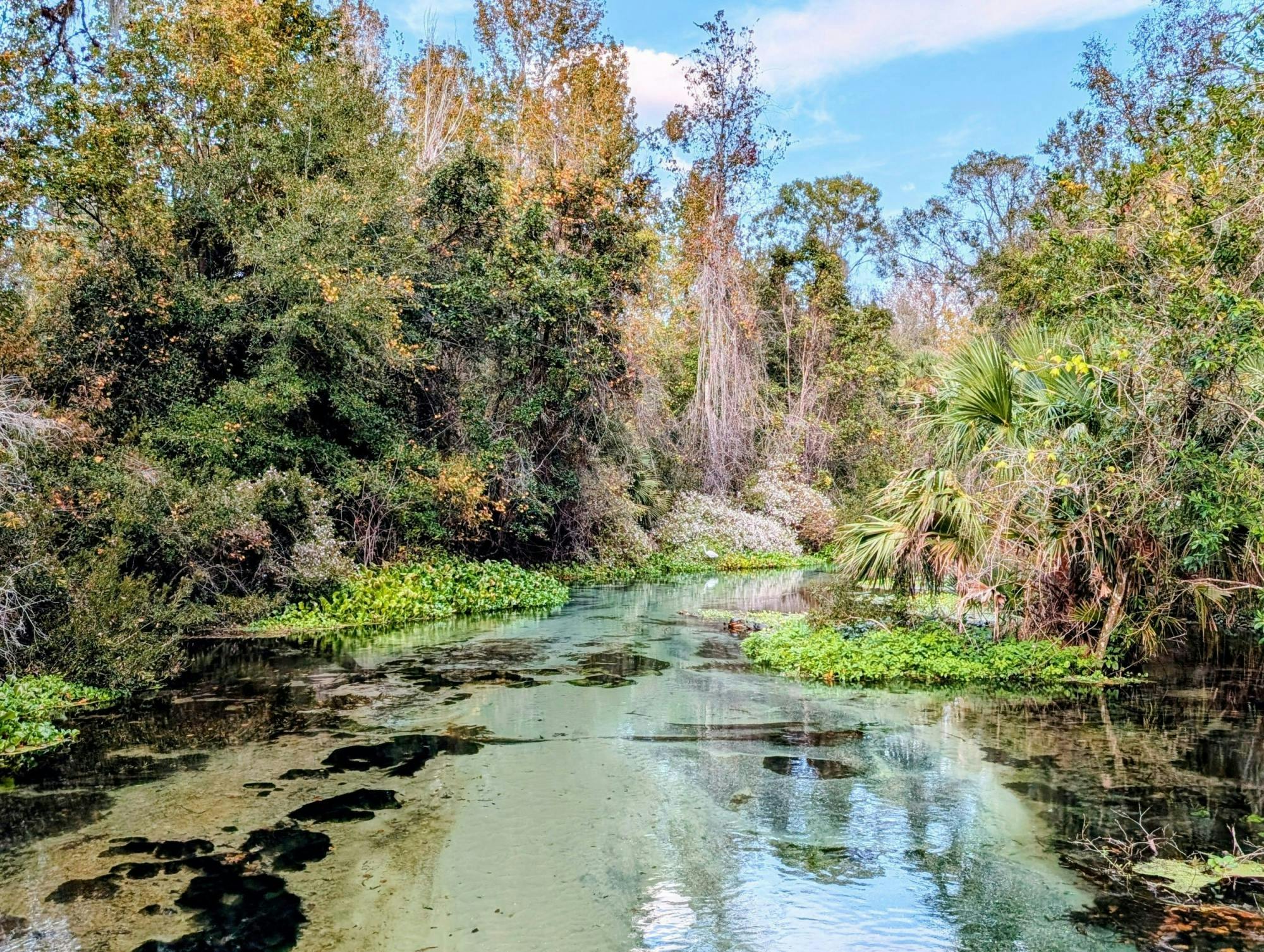 Rock Springs River Tubing und Apopka Wildlife Trail mit Abholung vom Hotel