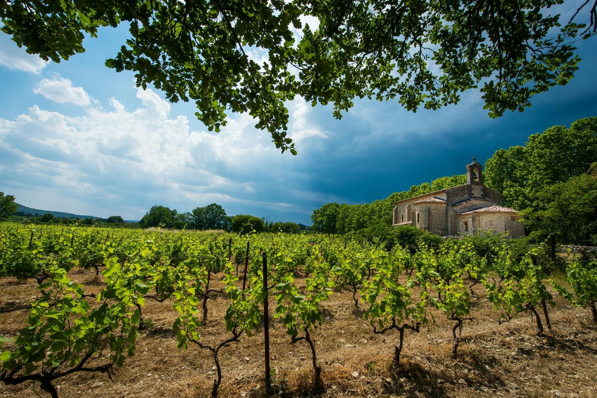 Gaillac small group wine tour with tastings from Toulouse