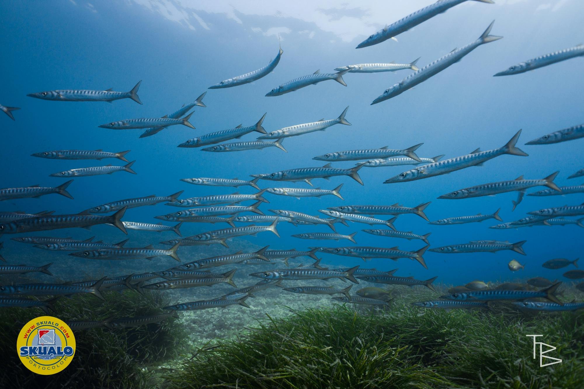 Refresh dive with transfer by Skualo Portocolom