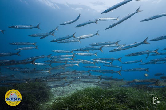 Refresh dive with transfer by Skualo Portocolom