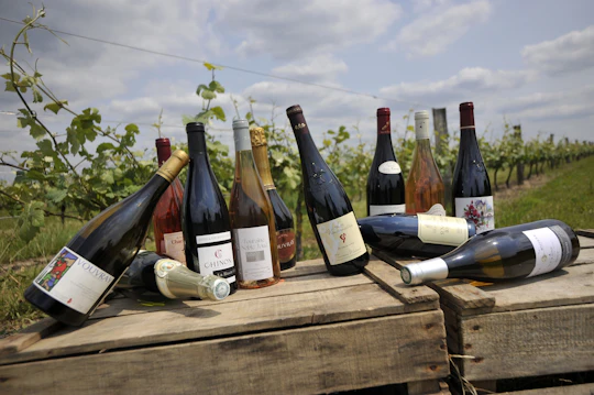 Loire Valley wine tour with tastings in Chinon and Bourgueil vineyards