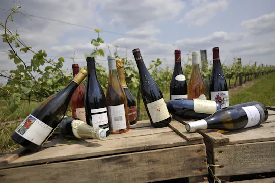 Loire Valley wine tour with tastings in Chinon and Bourgueil vineyards