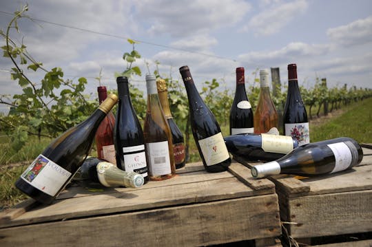 Loire Valley wine tour with tastings in Chinon and Bourgueil vineyards - 