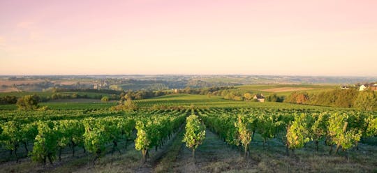 Côte de Nuits half-day wine tour with tastings from Dijon - 