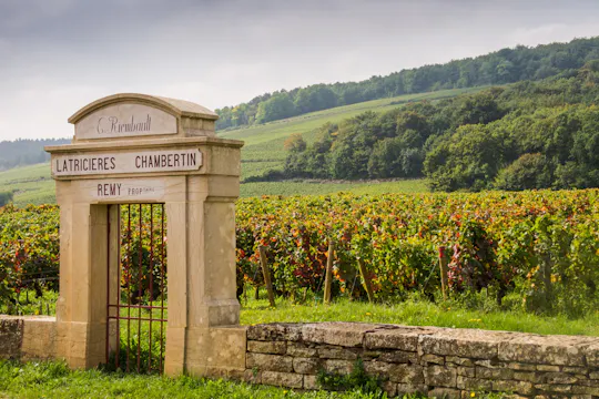 Cote de Nuits and Cote de Beaune vineyards tour from Dijon