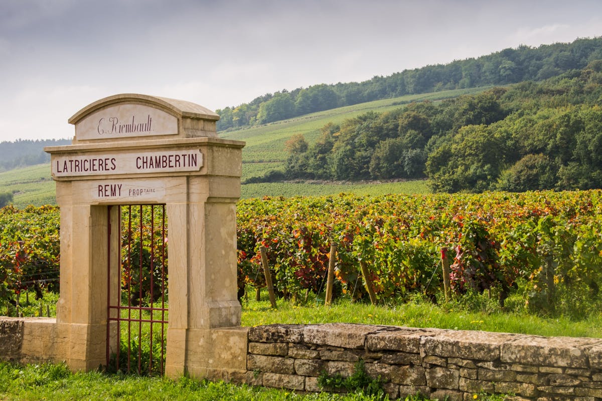 Cote de Nuits and Cote de Beaune vineyards tour from Dijon-image-ff69de7d-e25c-4577-98bd-dc8ba2de8b9f