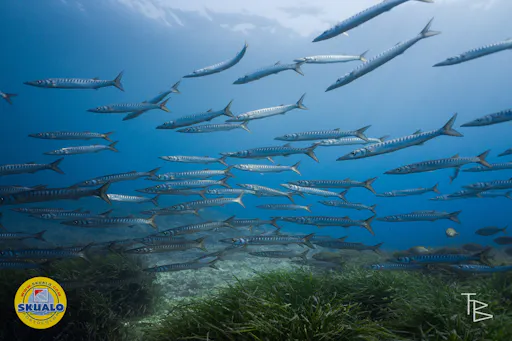 Single dive in Majorca with transfer