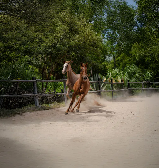 Horse Back Riding at Rancho Bonanza