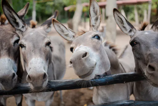Horse Back Riding at Rancho Bonanza