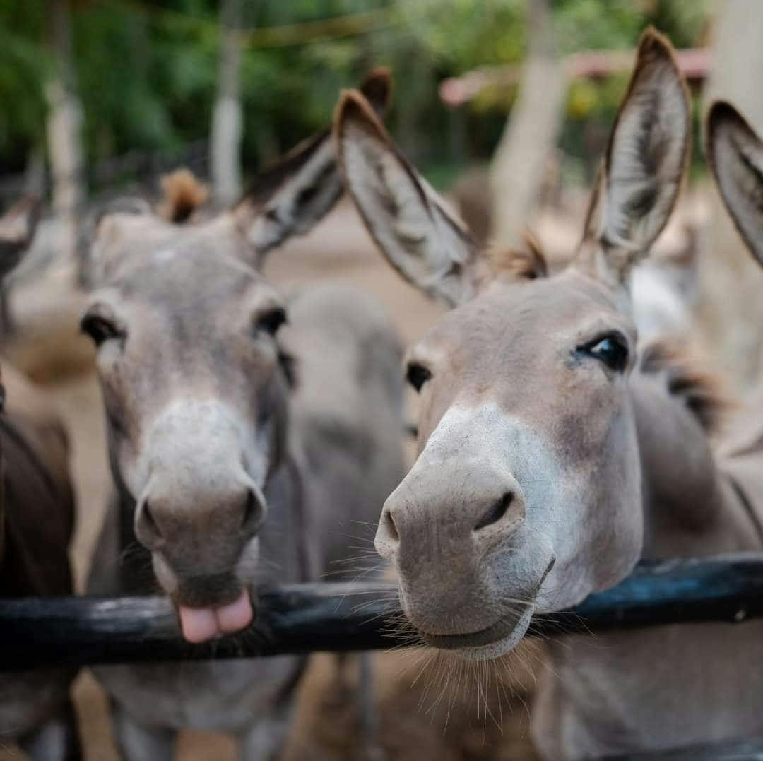 Horse Back Riding at Rancho Bonanza