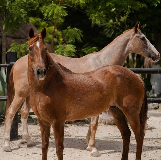 Hesteridning på Rancho Bonanza