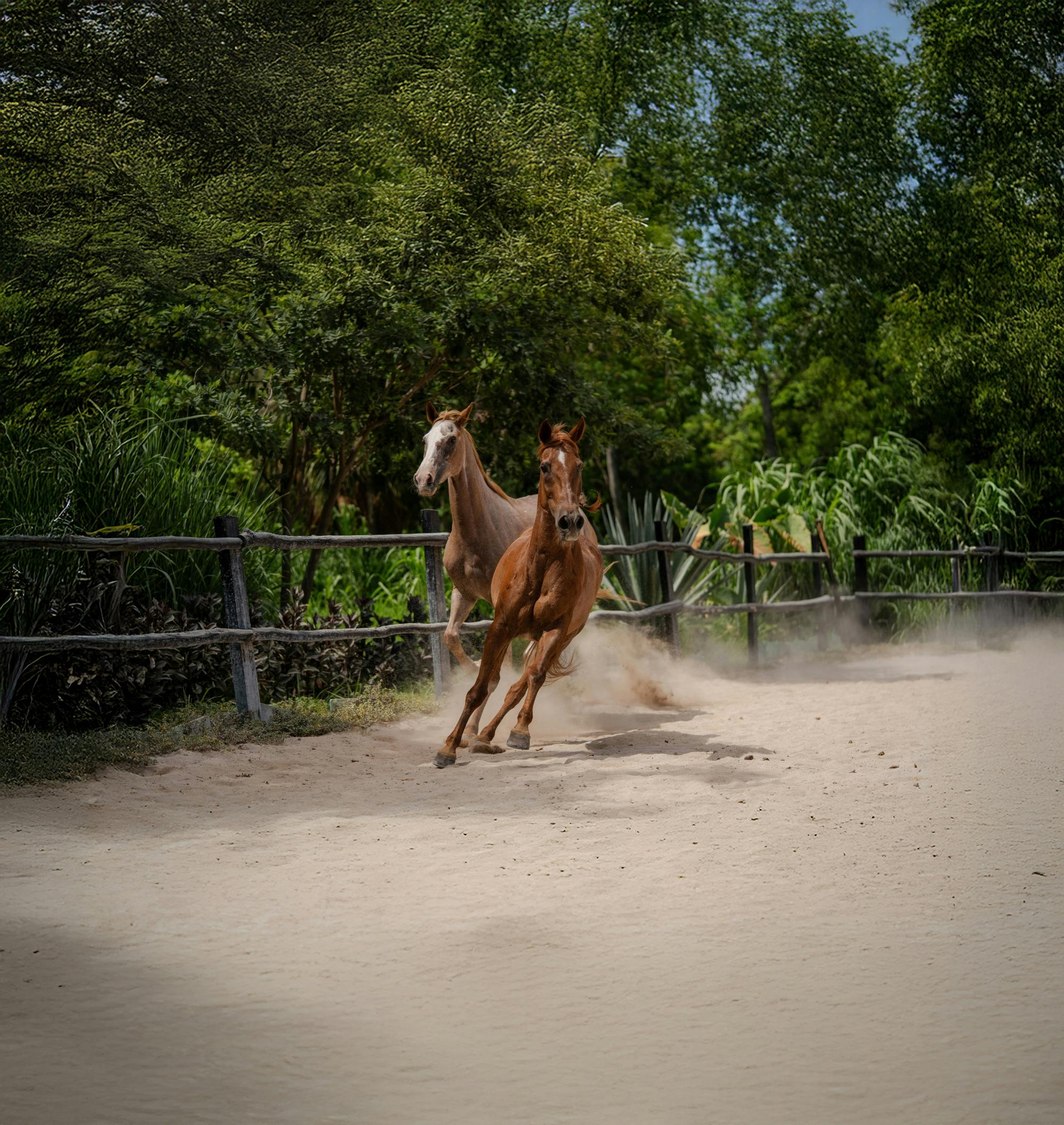 Horse Back Riding at Rancho Bonanza