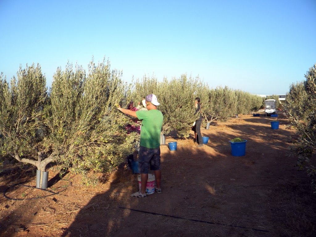 Finca Los Olivos and rum distillery tour with cave-side lunch