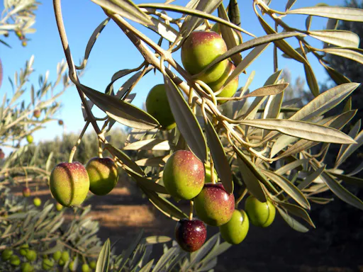 Finca Los Olivos and rum distillery tour with cave-side lunch
