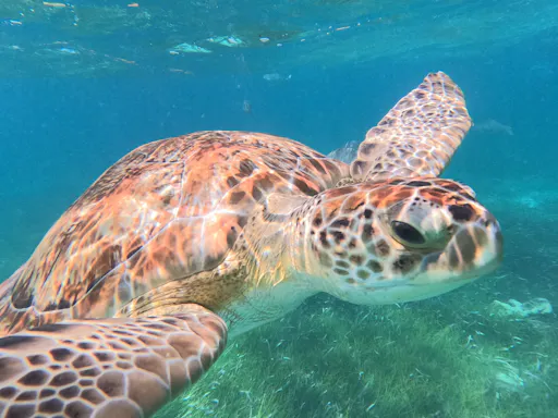 Catamaran Reef & Snorkel at Maroma