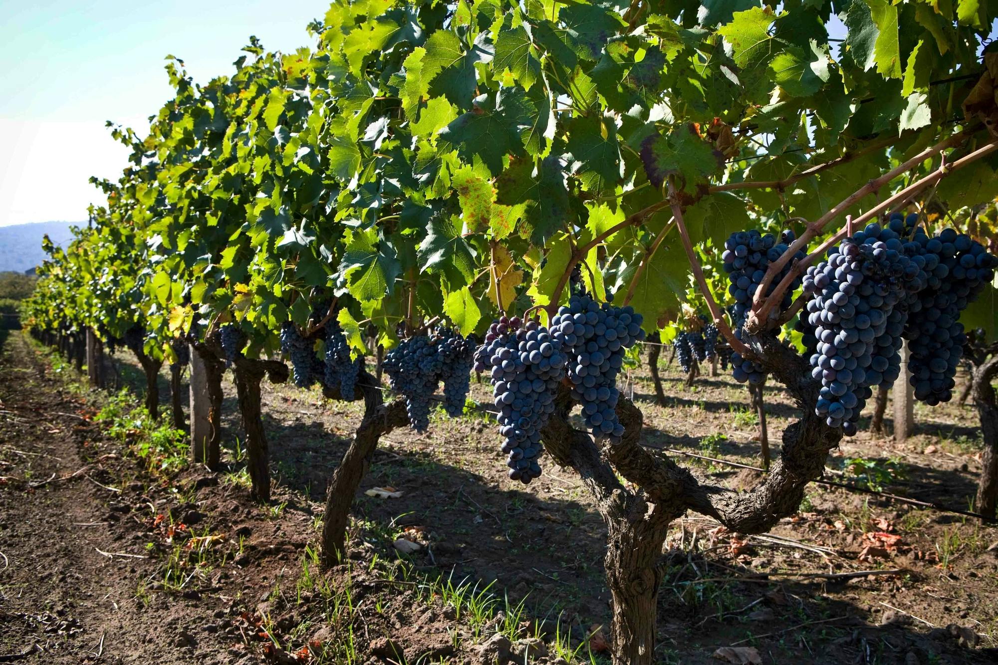 Mount Etna winery tour and tasting experience