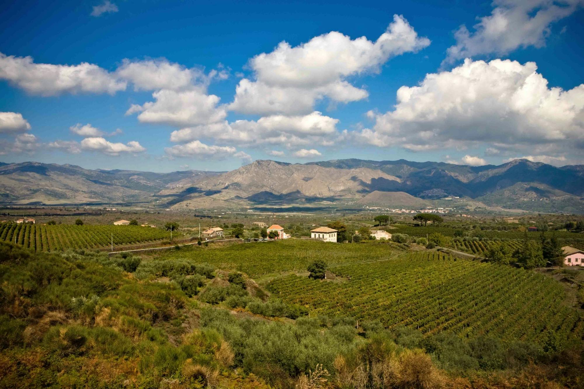 Mount Etna winery tour and tasting experience