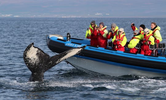 Safari de ballenas en Húsavík y paseo en barco RIB por la isla Puffin