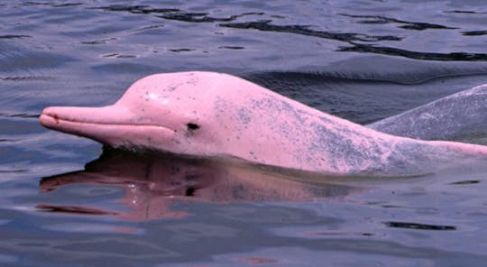 Pink dolphins sightseeing, Koh Tan and Koh Mudsum by speedboat