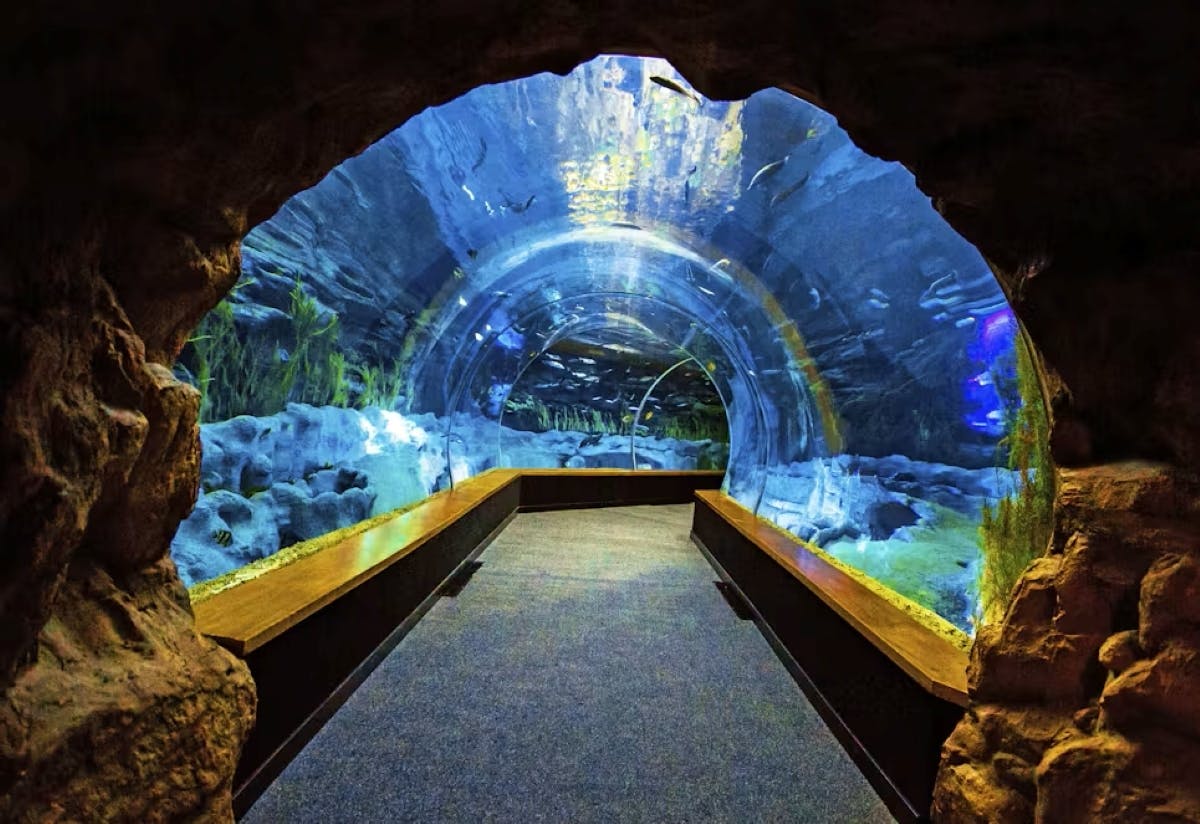 Poema del Mar Aquarium – Tickets ohne Anstehen