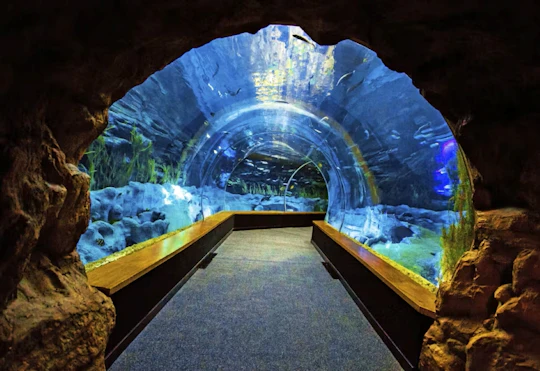 Poema del Mar Aquarium skip-the-line tickets